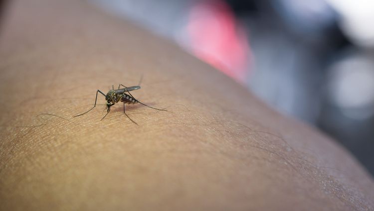 Kasus Demam Berdarah Naik Drastis, Waspada Dengue Shock Syndrome